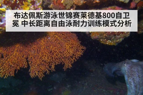 布达佩斯游泳世锦赛莱德基800自卫冕 中长距离自由泳耐力训练模式分析